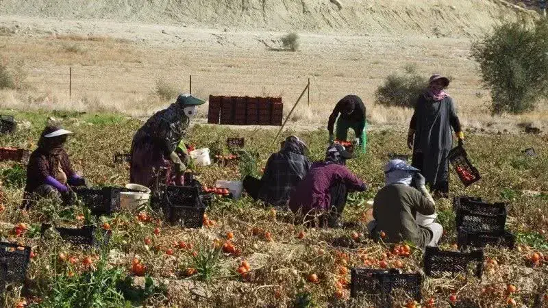 گروه کارگر گوجه چینی|خدمات باغبانی و درختکاری|بردخون, |دیوار