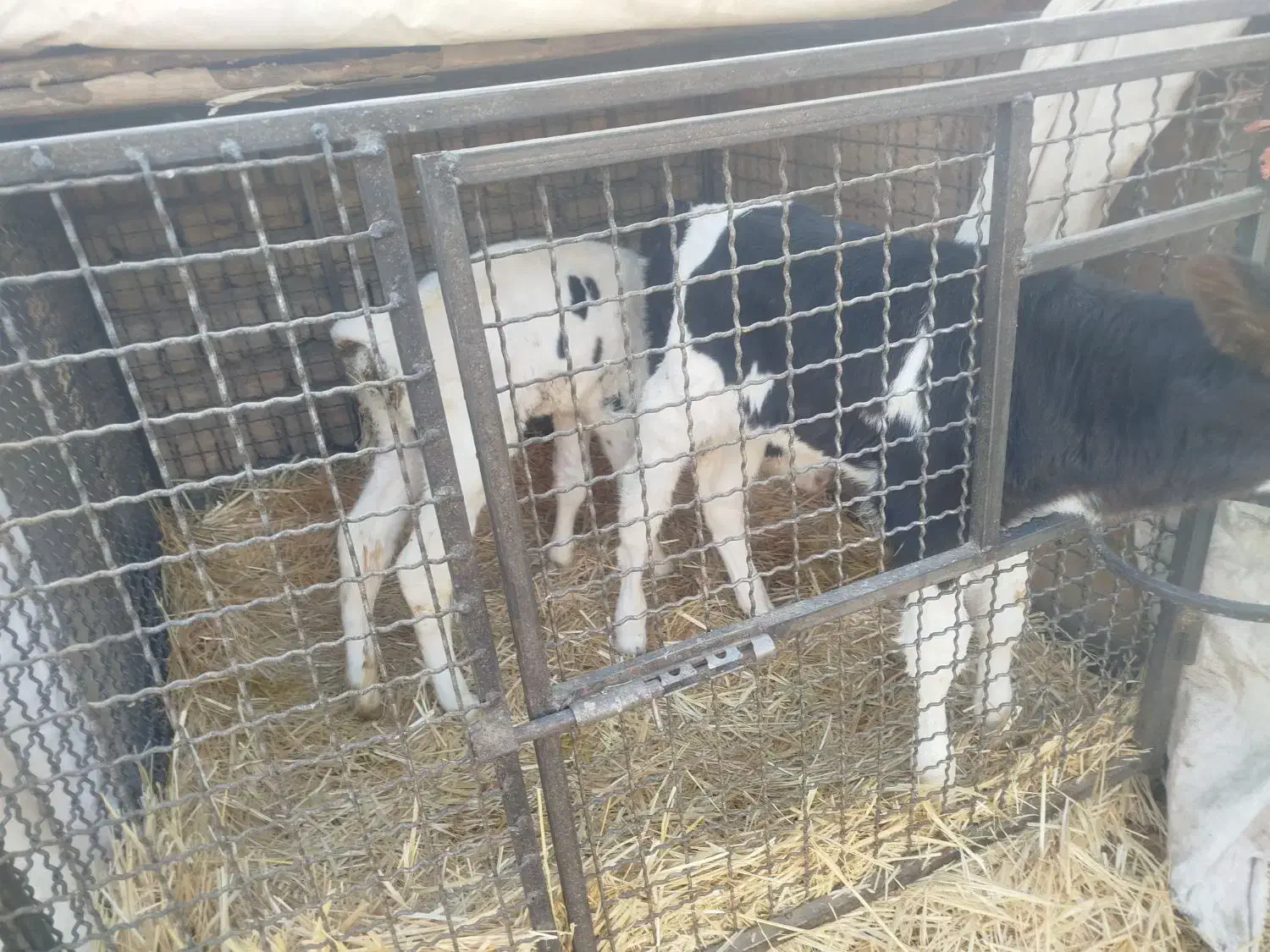 گاو و گوساله نخری|حیوانات مزرعه|اصفهان, ورزشگاه نقش جهان|دیوار