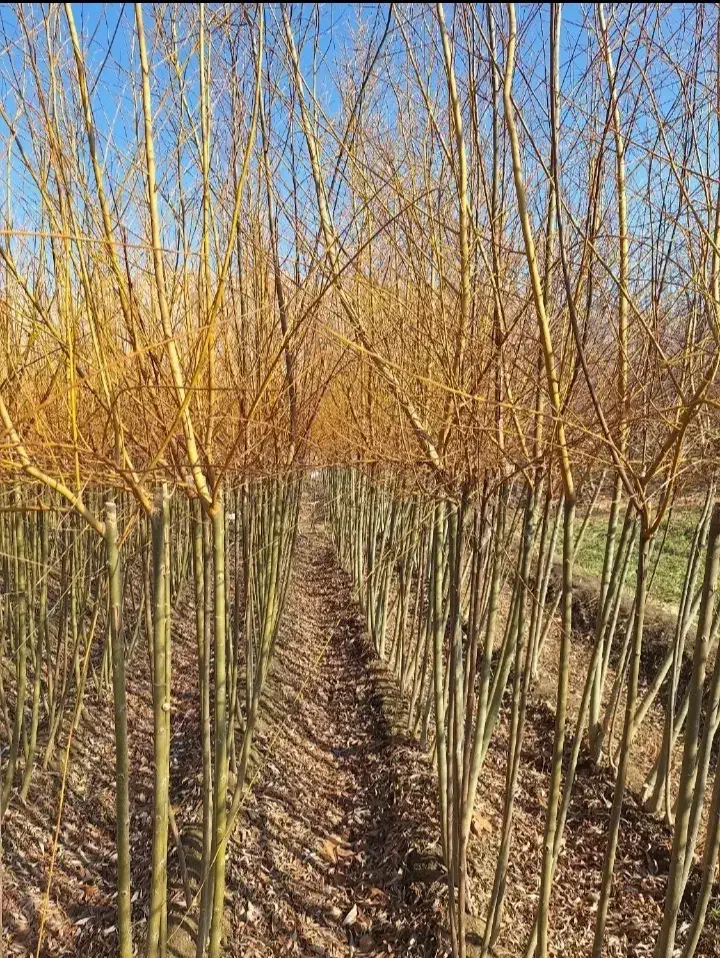 نهالستان|خدمات باغبانی و درختکاری|قروه, |دیوار