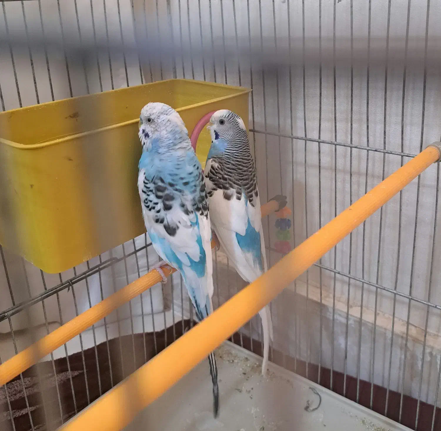 مرغ عشق|پرنده|فولادشهر, مسکن مهر فولادشهر|دیوار