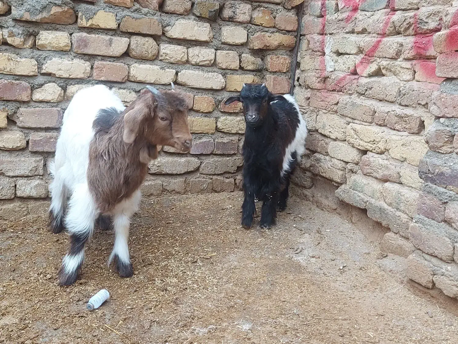 بزغاله نرو ماده|حیوانات مزرعه|کنگاور, |دیوار