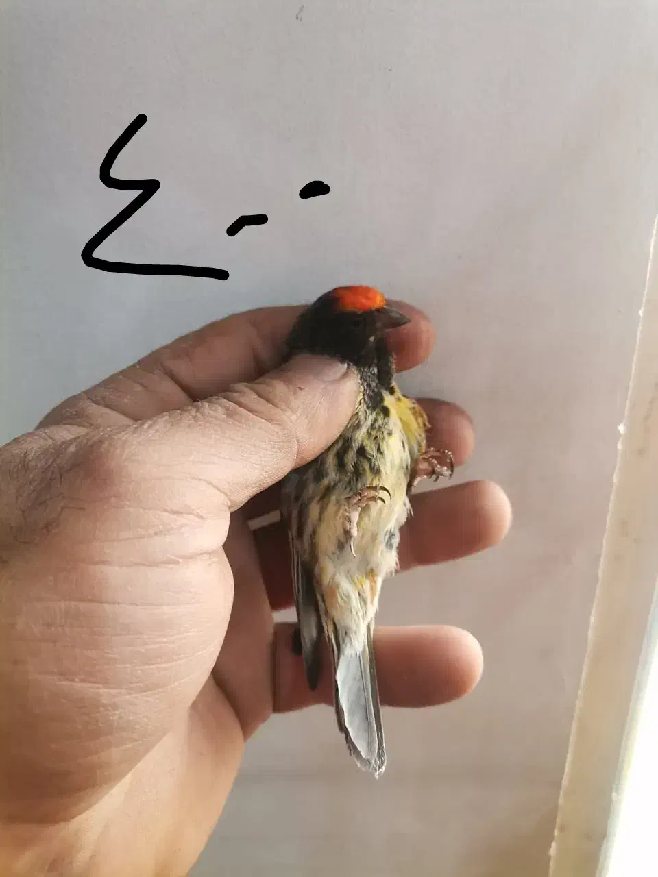 گلبسر|پرنده|تهران, آذری|دیوار