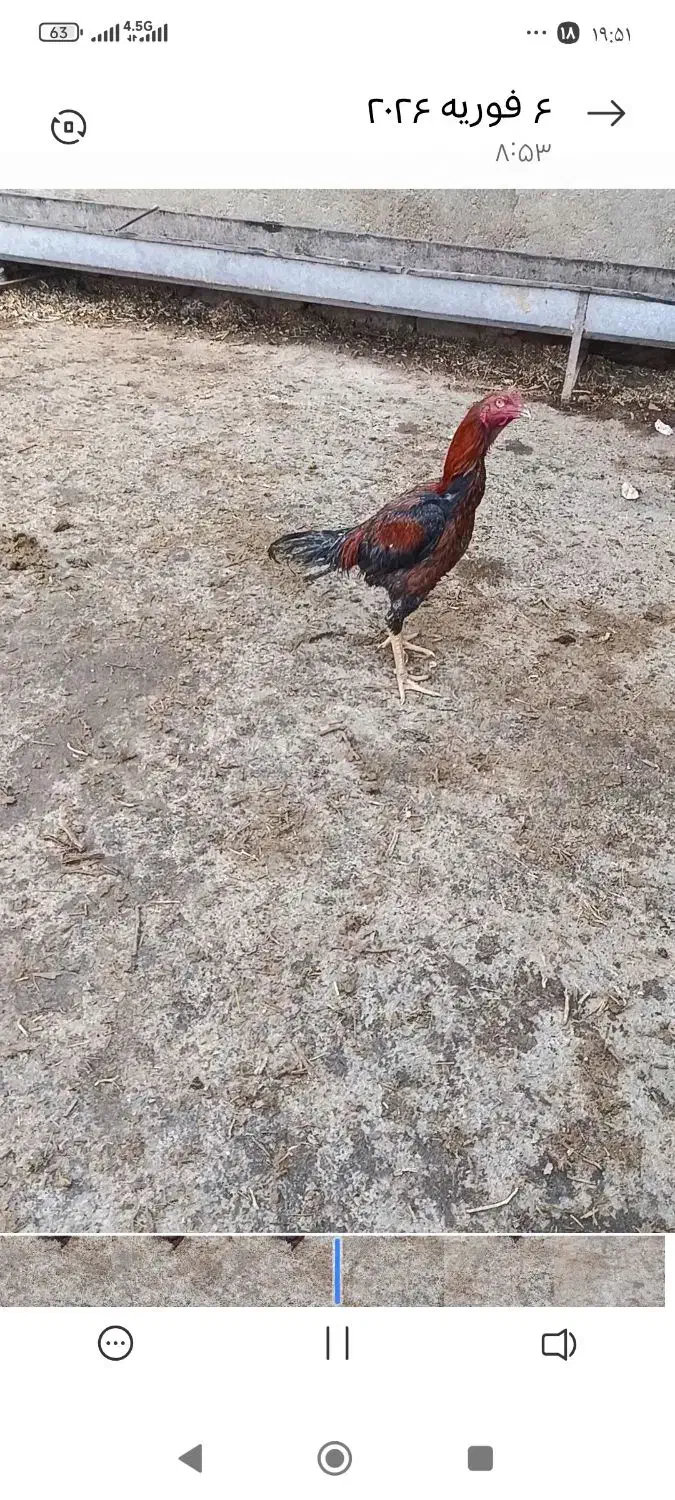 خروس لاری|حیوانات مزرعه|مریوان, |دیوار