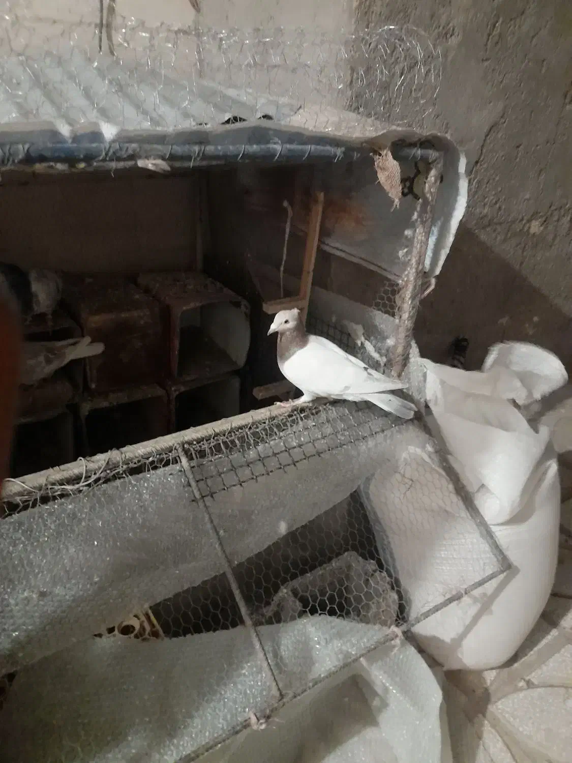 کبوتر|پرنده|سبزوار, قصبه شرقی|دیوار