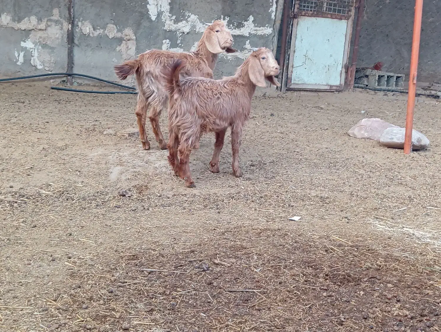 بزغاله بره|حیوانات مزرعه|پیشوا, |دیوار