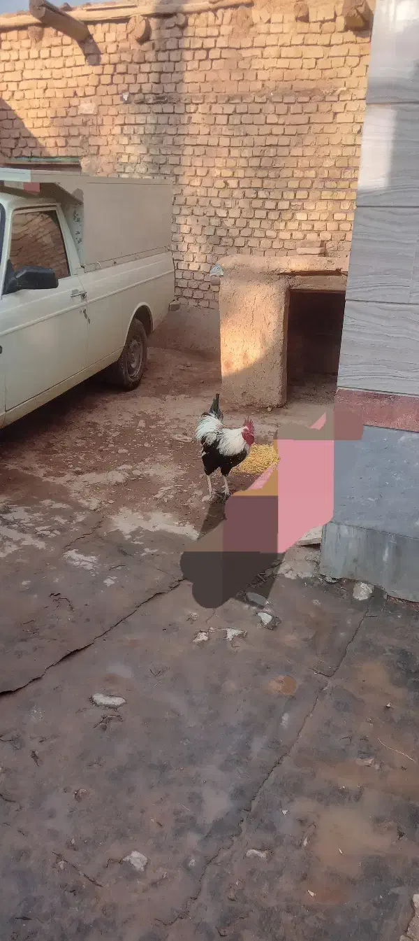 دوخروس بزرگ مناسب سربریدن وداشت|حیوانات مزرعه|نهاوند, |دیوار