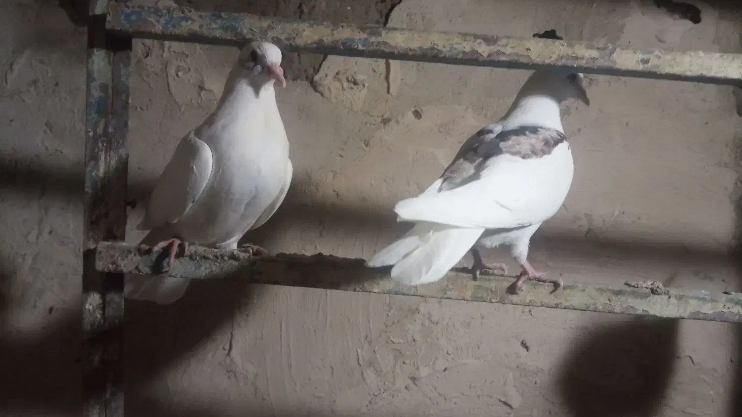 کبوتر کفتر مفت|پرنده|چالدران, |دیوار