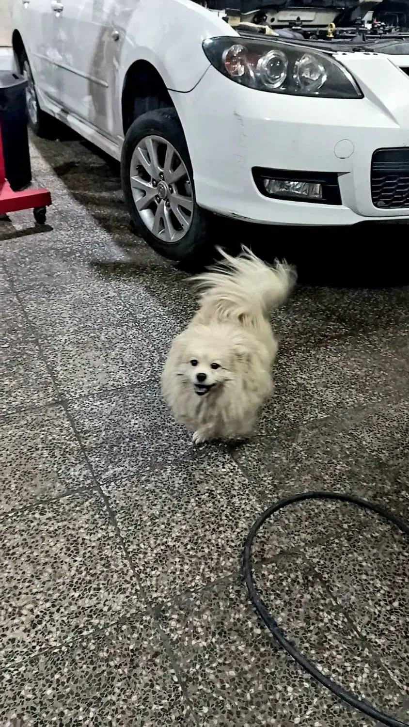 سگ پامر|سگ|اصفهان, لیمجیر|دیوار