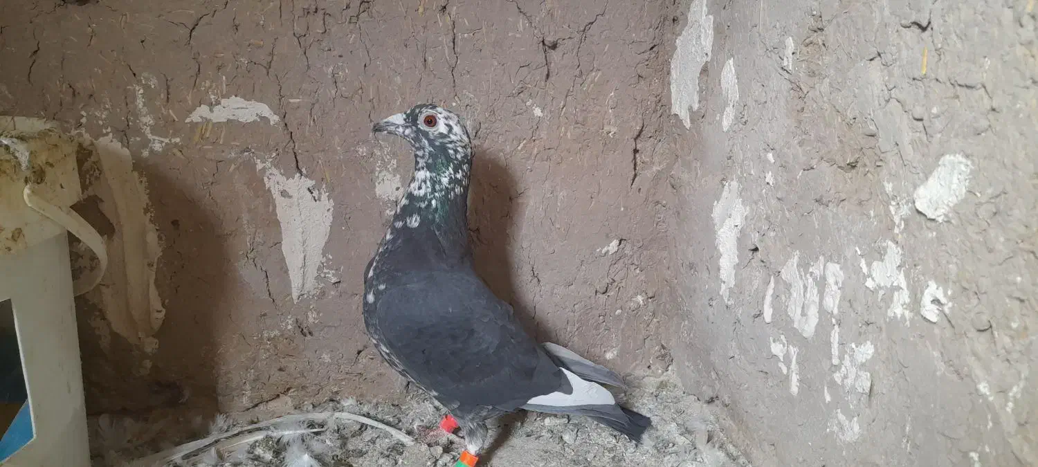 سار بزک(سینه سفید)|پرنده|مشهد, کشف|دیوار