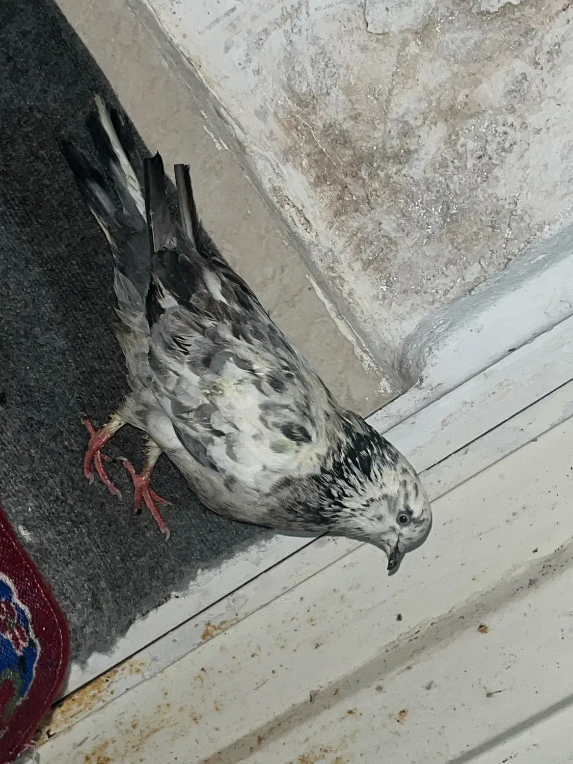 شازده قرمز و تعدادی کبوتر|پرنده|رشت, دیانتی|دیوار