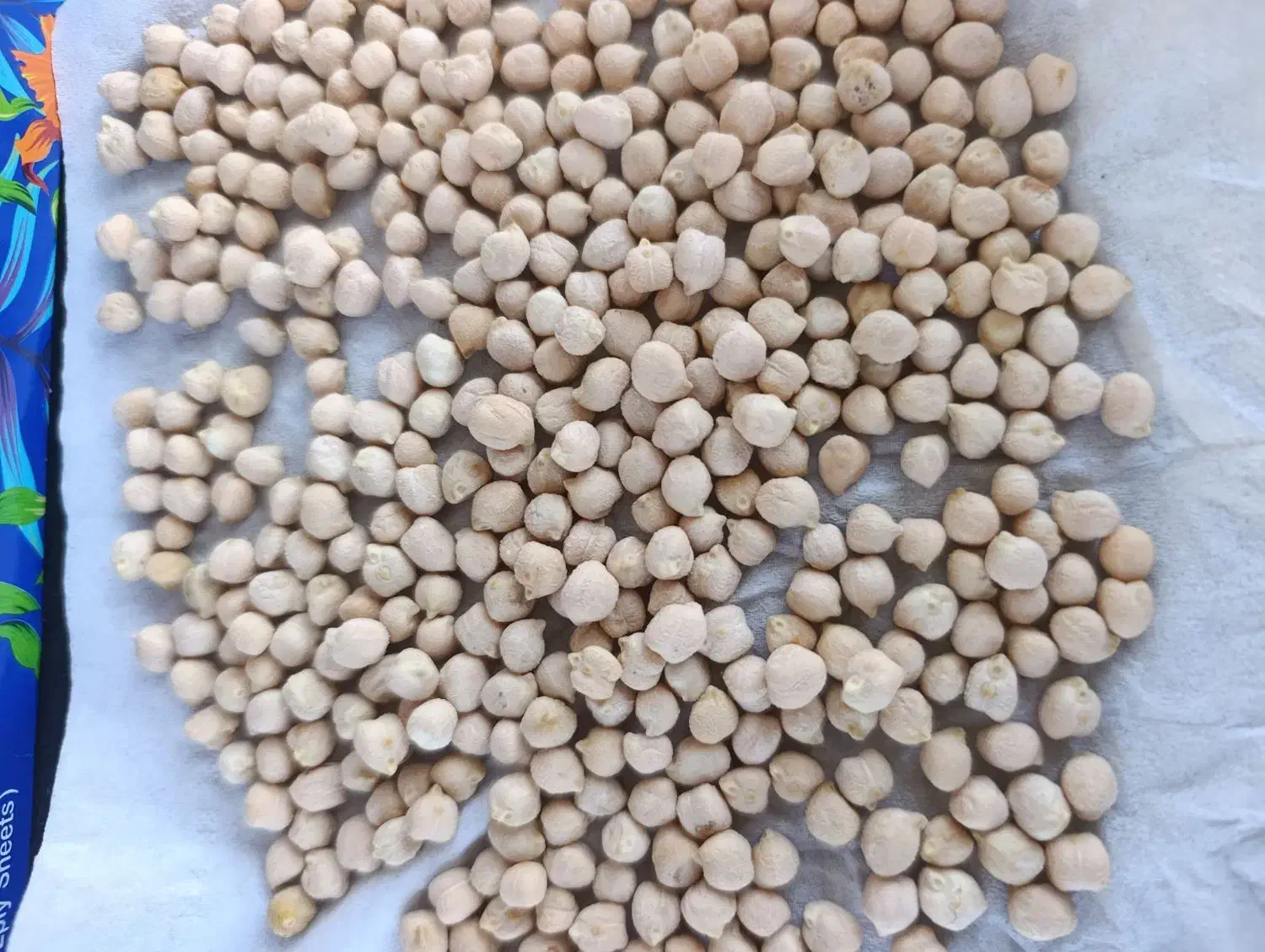 نخود آبی|عمده‌فروشی|جوانرود, |دیوار