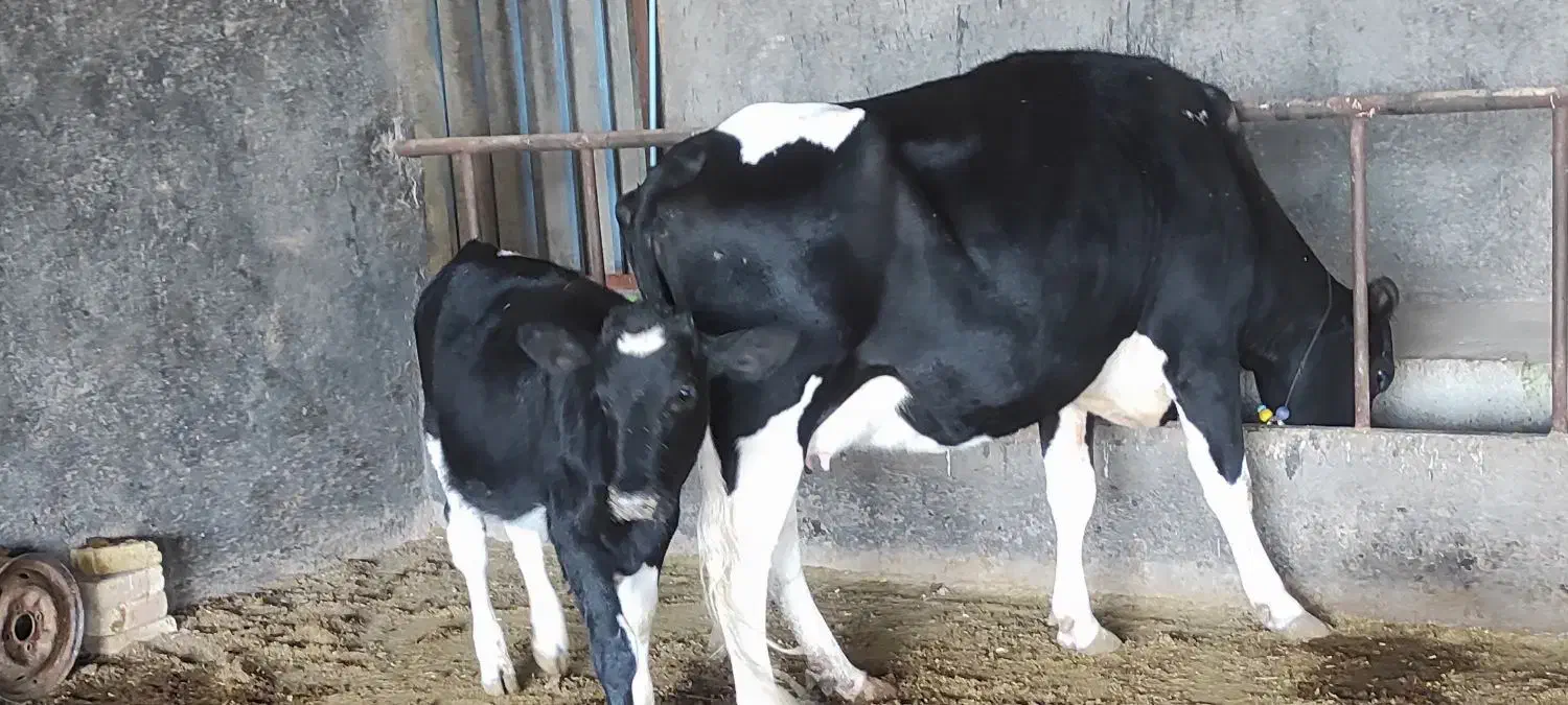 گاو شیری جوان همراه گوساله|حیوانات مزرعه|شال, |دیوار