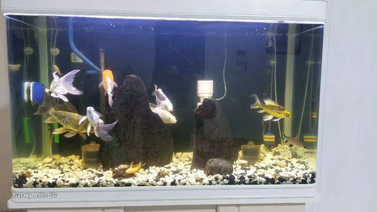 ماهی کوی|ماهی|تهران, کیانشهر|دیوار