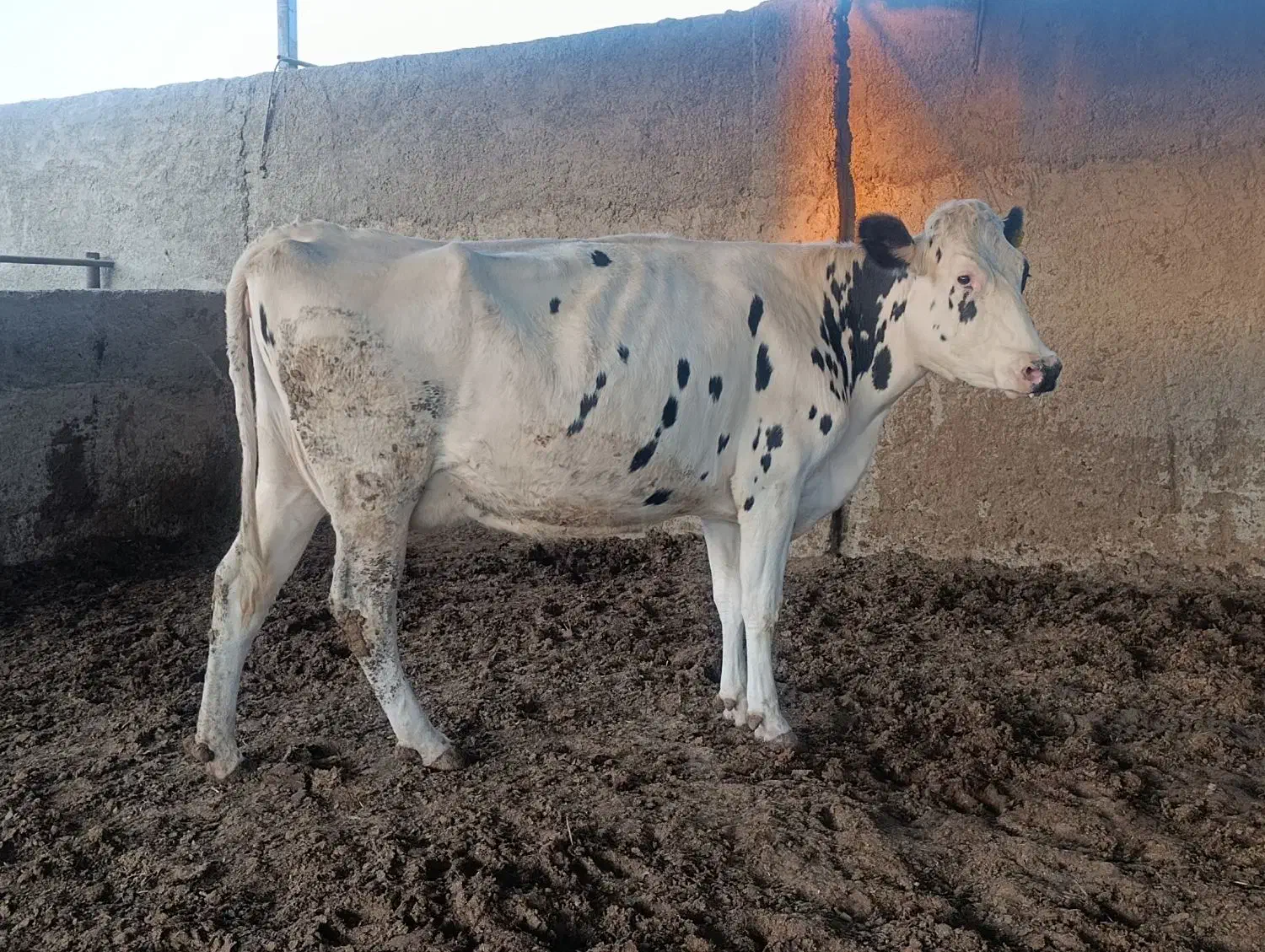 گاو و گوساله|حیوانات مزرعه|مرودشت, ثبت احوال|دیوار