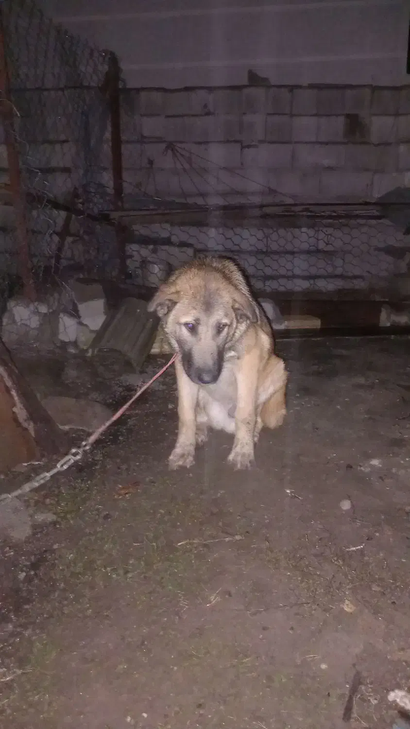 سگ پنجدر پنج ماهه نر ۵ ماهه|سگ|تالش, هشتپر|دیوار