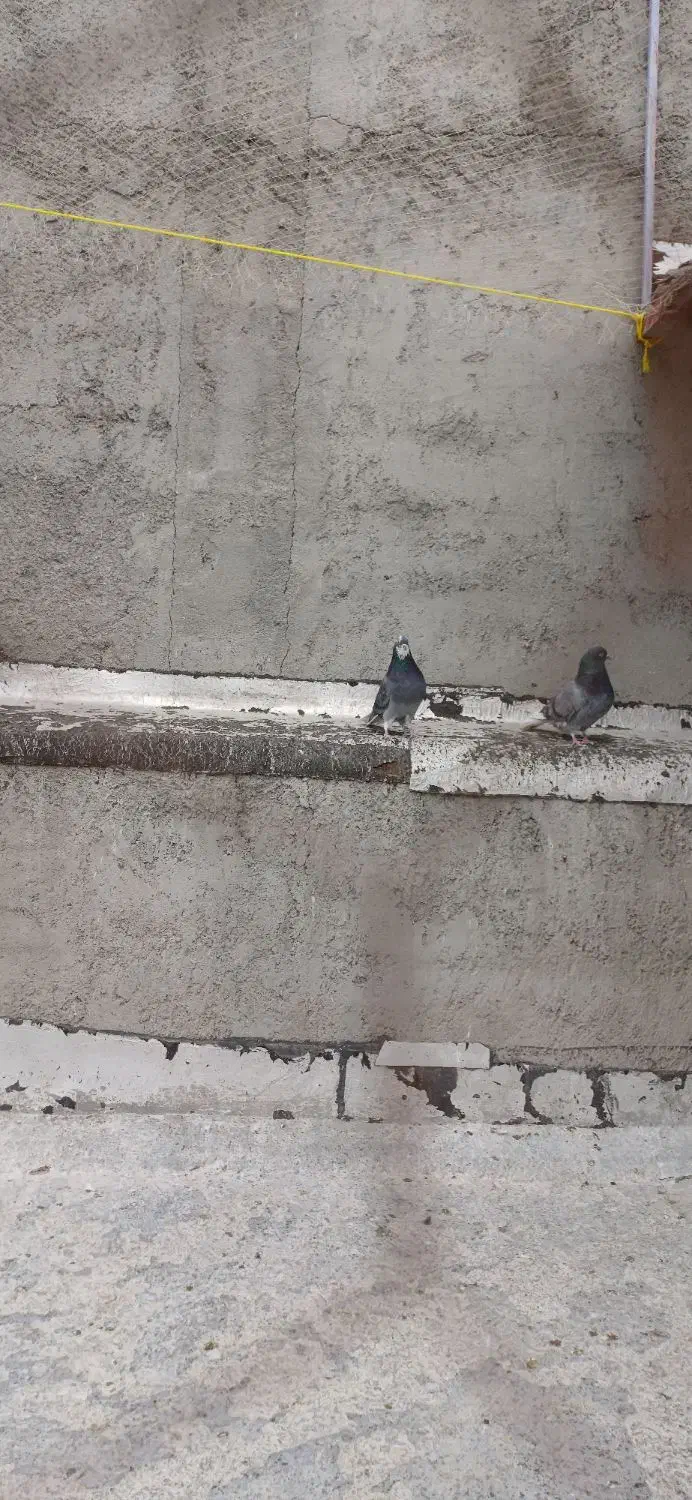 سبز دم سفید|پرنده|سرپل ذهاب, |دیوار