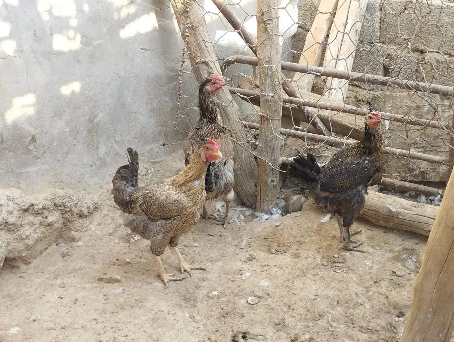 مرغ|پرنده|امیدیه, |دیوار