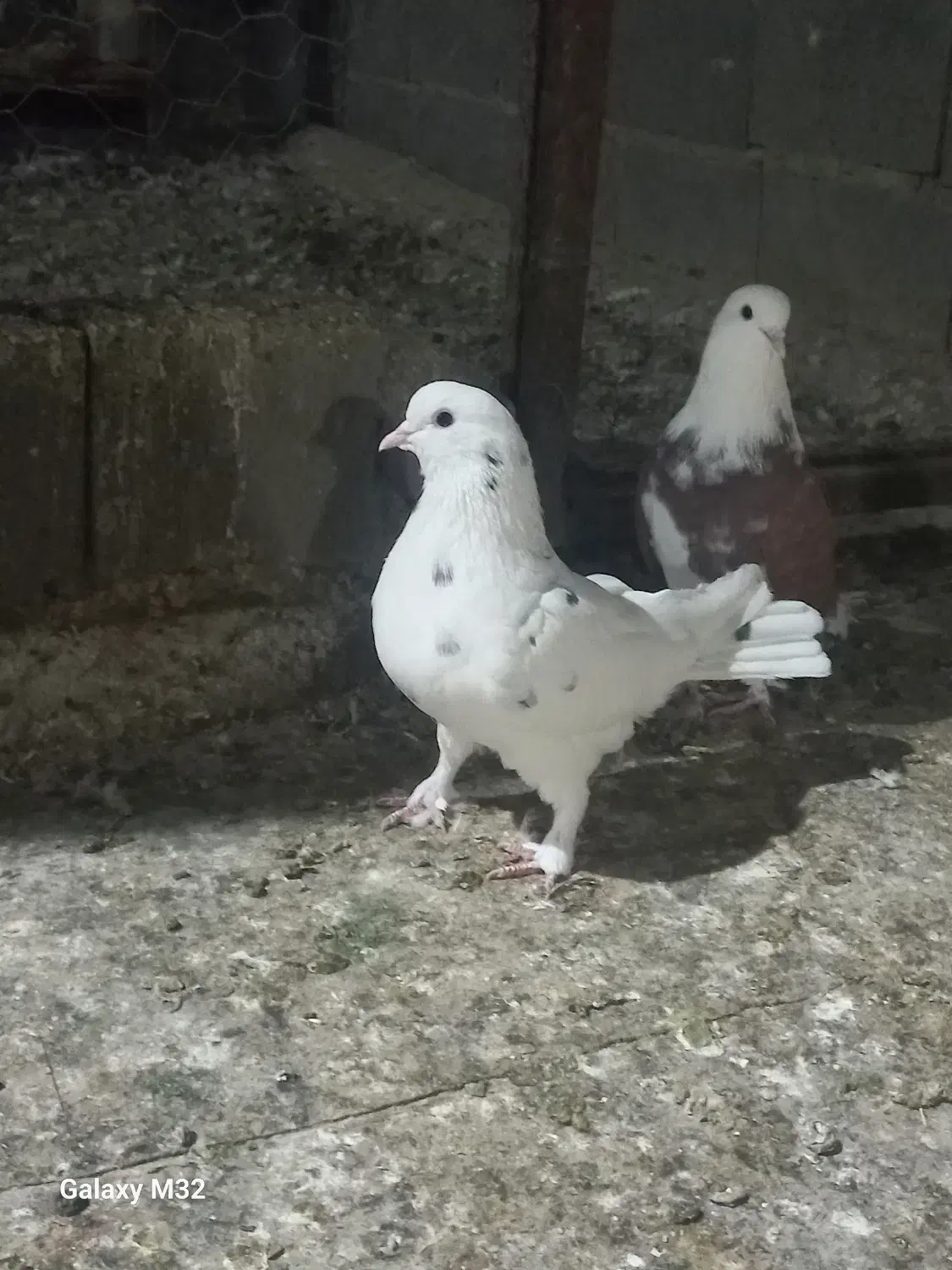 کود‌شیمیایی‌سفید‌وکودکبوتر‌موجوده|لوازم جانبی حیوانات|کمیجان, |دیوار