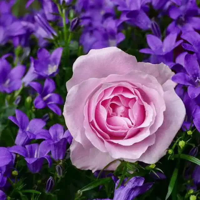 اسپری تعلیق. سرملینا|آرایشی، بهداشتی، درمانی|اصفهان, آفاران|دیوار