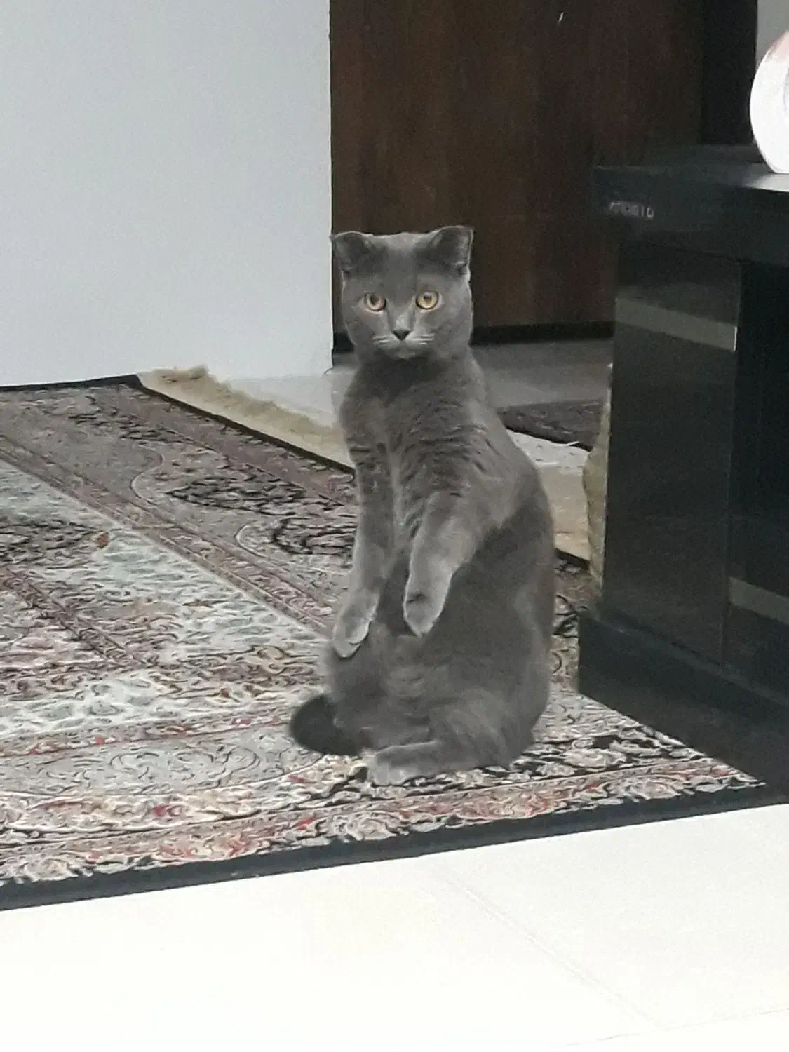 واگذاری گربه|گربه|محمدیه-قزوین, |دیوار