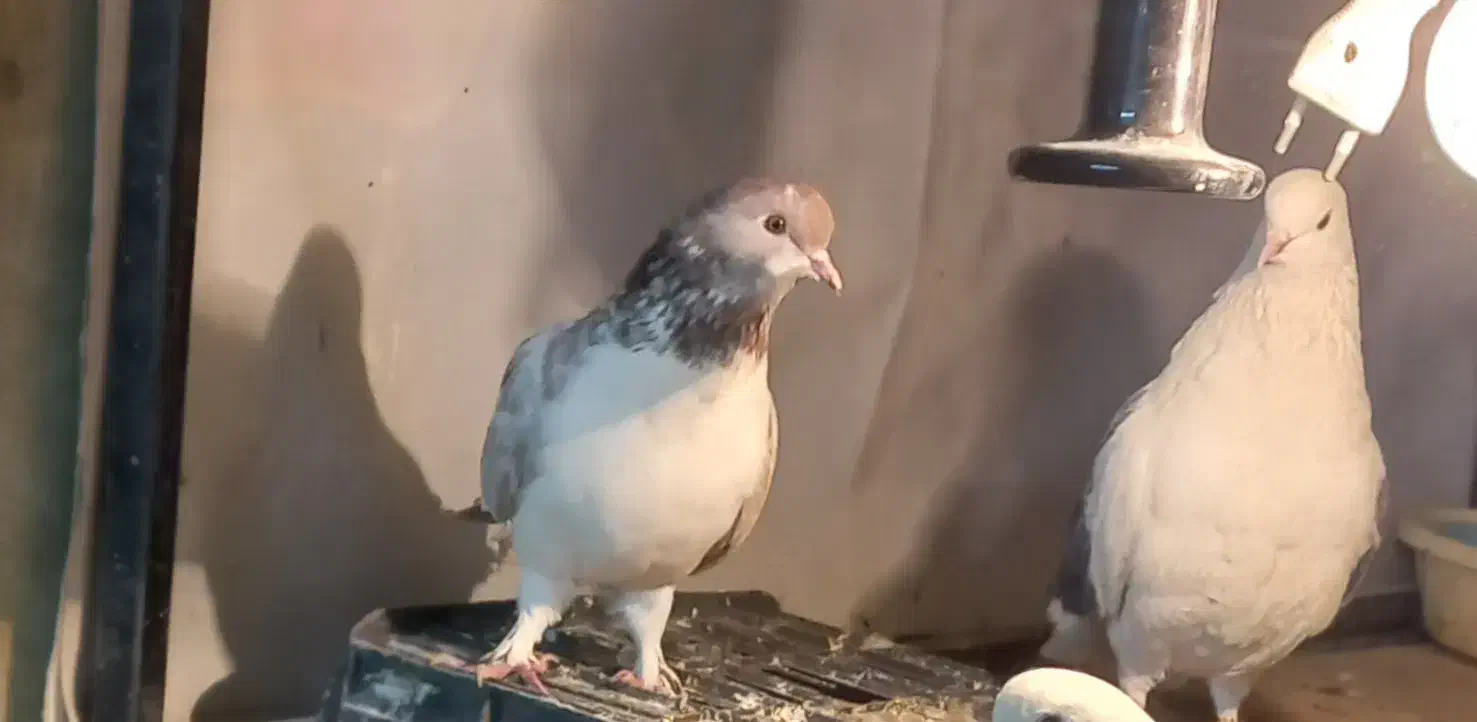 کفتر|پرنده|تهران, جوادیه|دیوار