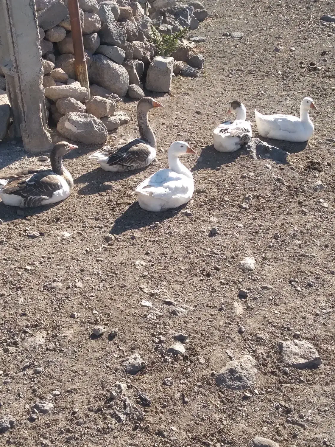 غاز محلی امسال|حیوانات مزرعه|مشگین شهر, |دیوار