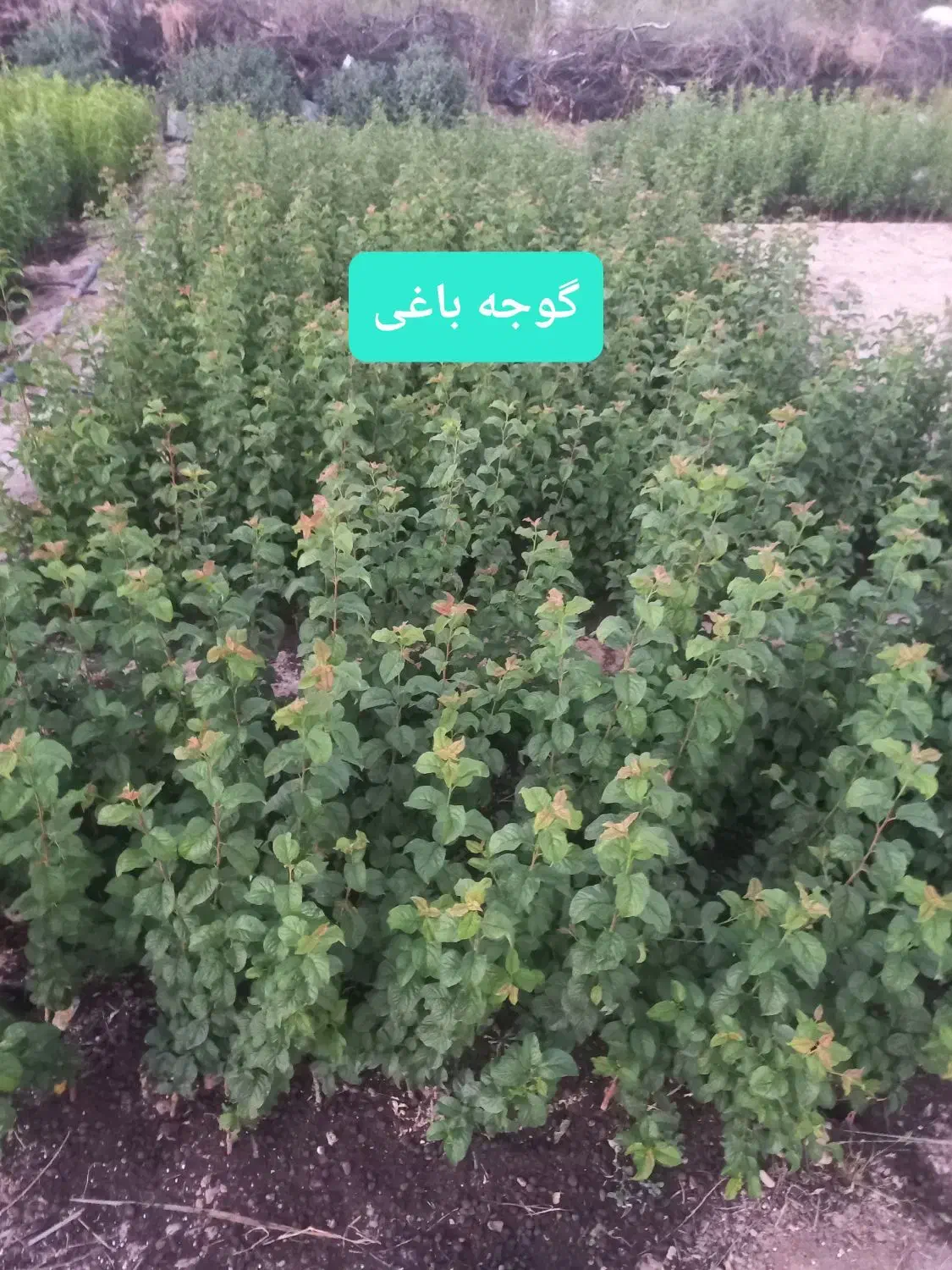 نهال گوجه باغی درخت گرجه باغی آلوچه پیوندی|گل و گیاه طبیعی|خفر, |دیوار