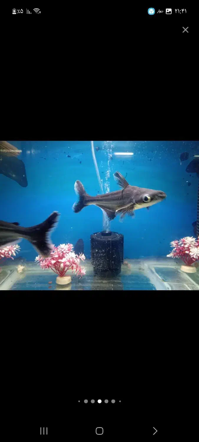 ماهی فلاور.پنکوسی.کت چوبی.اسکارمعاوضه باچانا کوچک|ماهی|تهران, شهرک شریعتی|دیوار