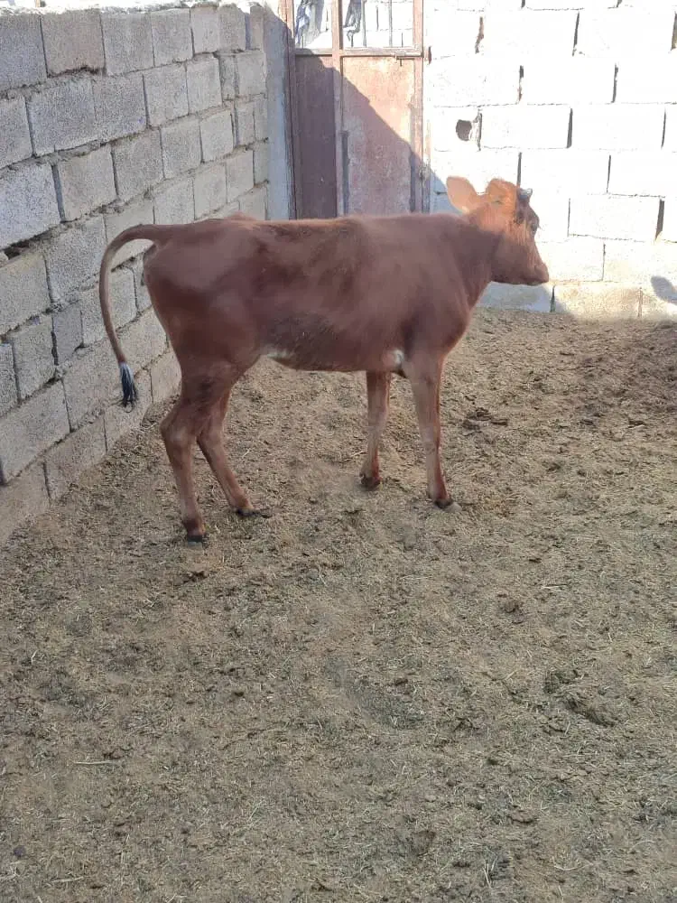 گوساله دورگه برای داشتی|حیوانات مزرعه|رفسنجان, |دیوار