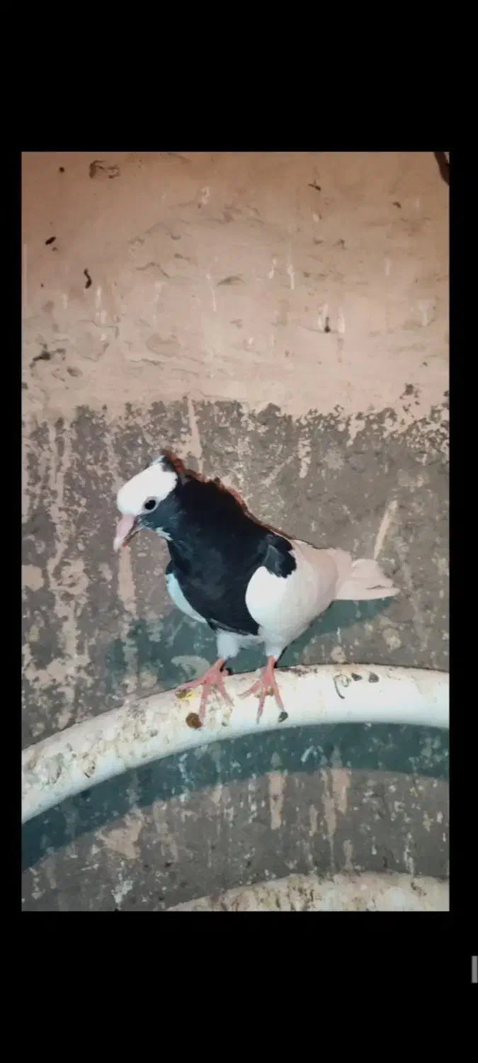 کبوتر|پرنده|شال, |دیوار