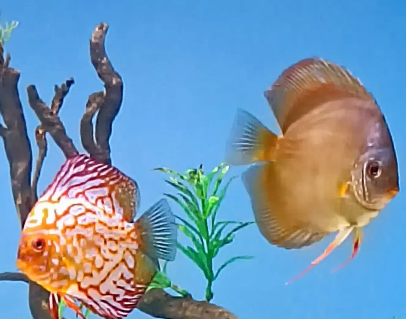 دو جفت دیسکس|ماهی|نیشابور, شهید جعفری|دیوار