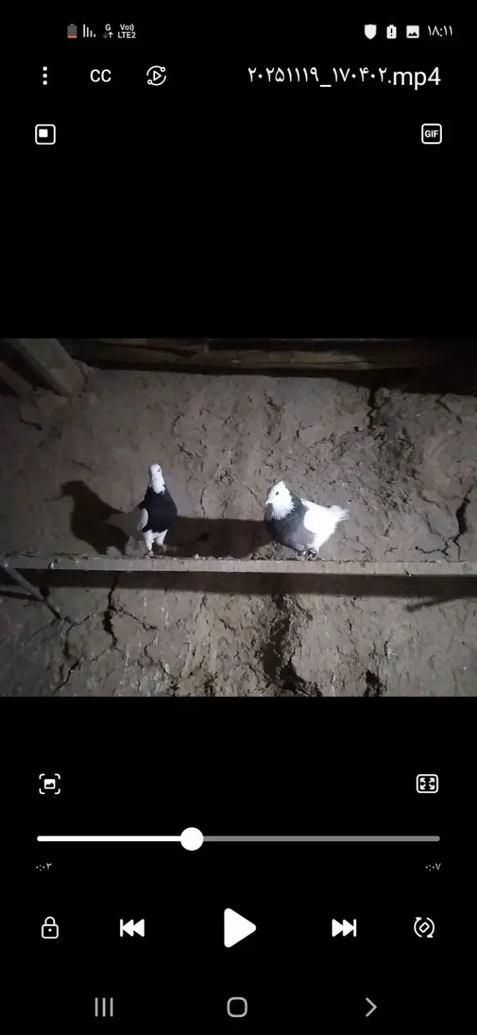 باسلام چند جفت طوق زوردار|پرنده|ماهیدشت, |دیوار