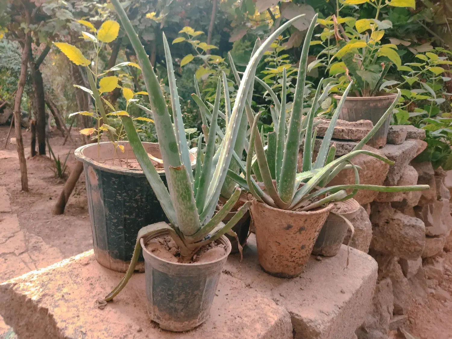 گیاه آلوورا|گل و گیاه طبیعی|مسجد سلیمان, |دیوار