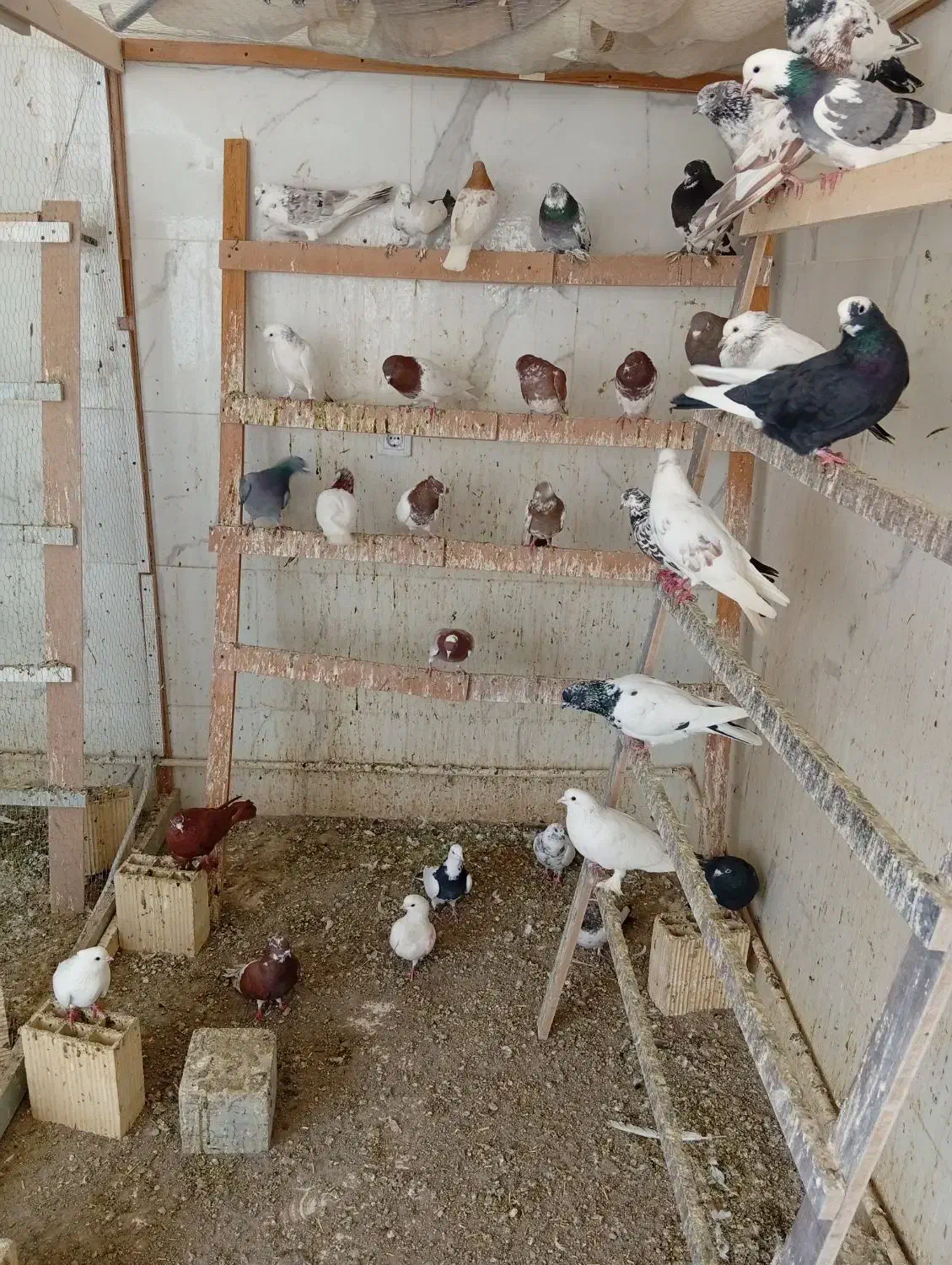 کبوتر|پرنده|تبریز, |دیوار