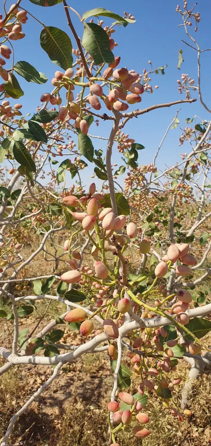 باغ پسته  قیمت توافقی|فروش دفتر صنعتی، کشاورزی، تجاری|شادمهر, |دیوار