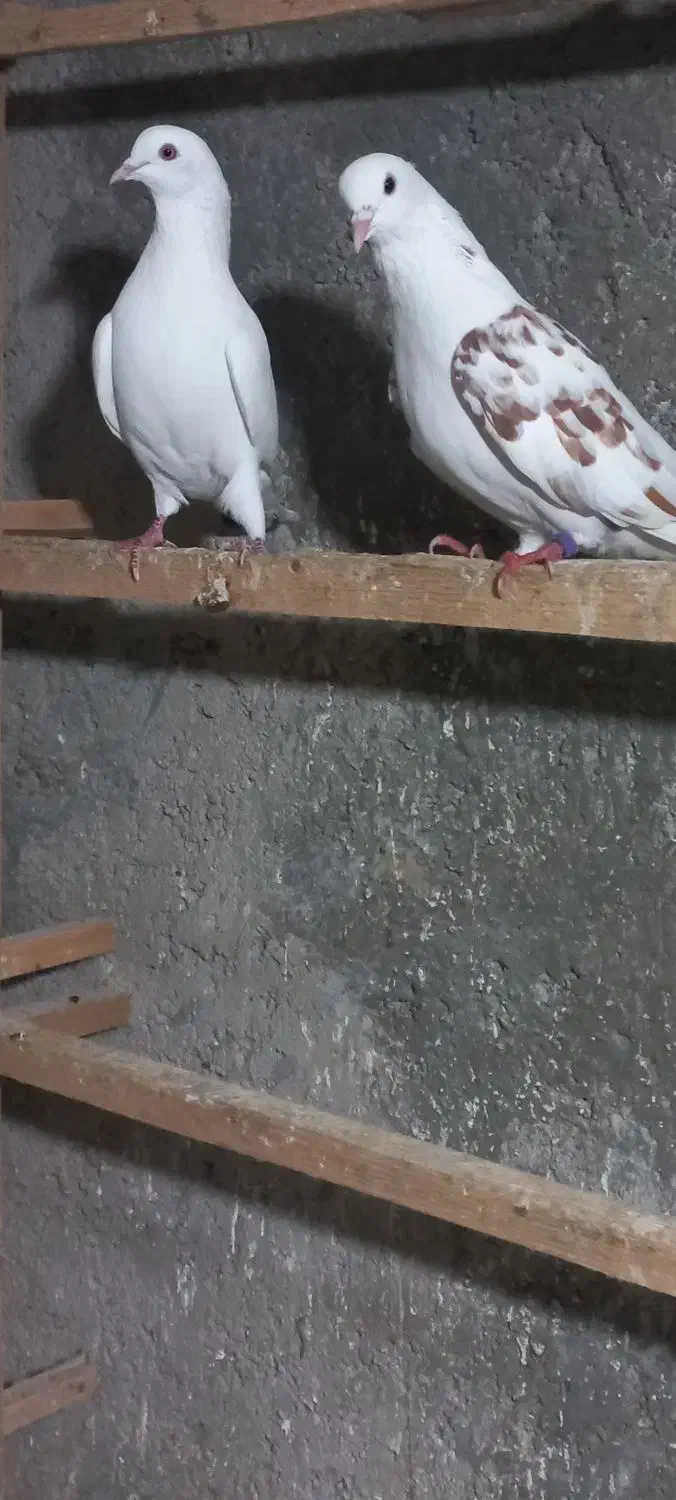 کبوتر غریب|پرنده|رشت, قاسمیه|دیوار