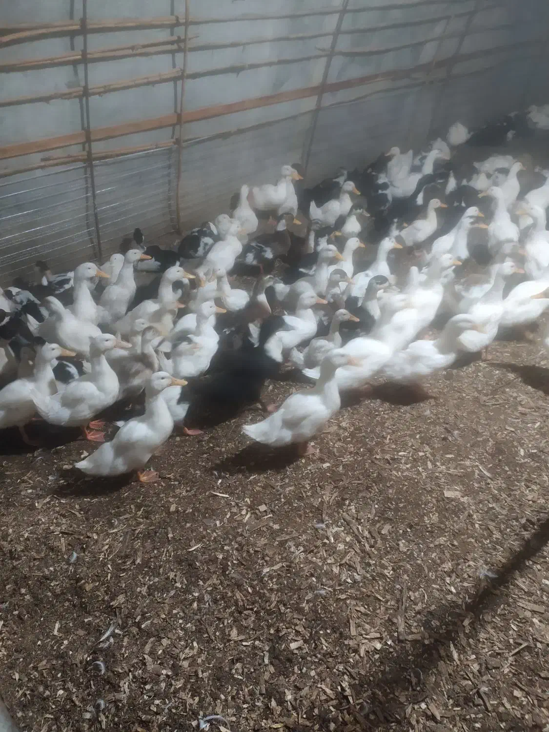 اردک تخمگذار|حیوانات مزرعه|لنگرود, |دیوار