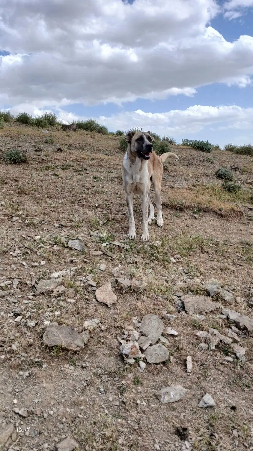 سگ سرآبی|سگ|شیروان (لرستان), |دیوار