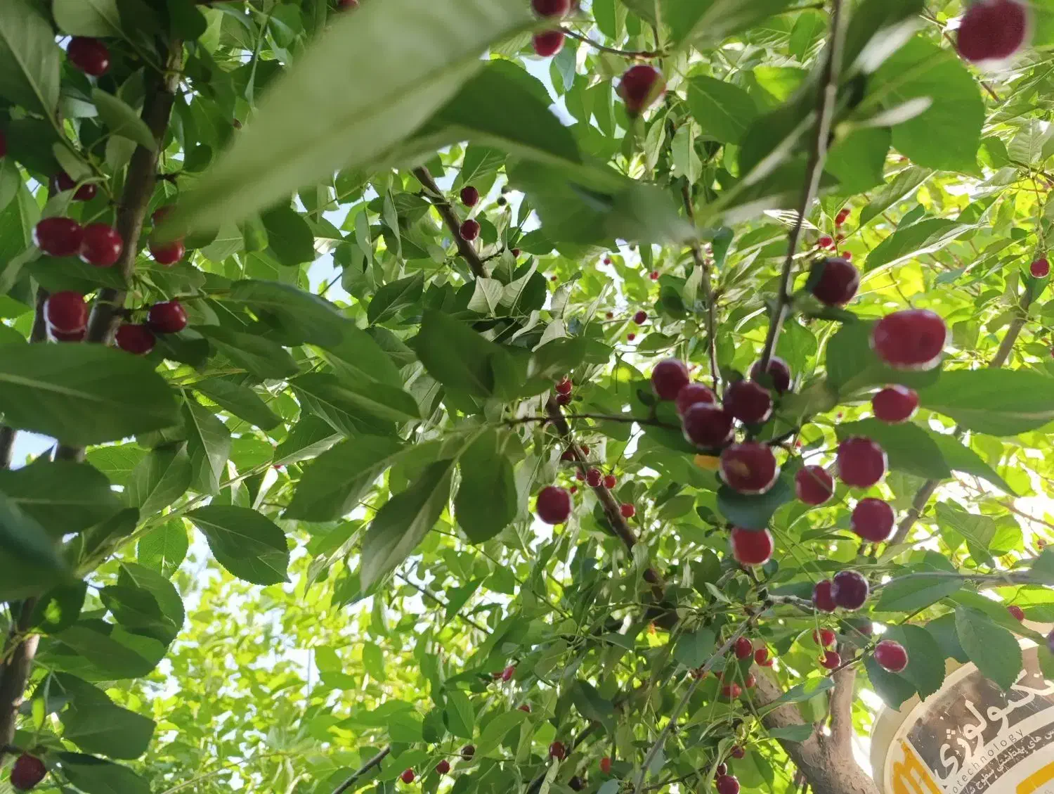 باغچه فروشی یا معاوضه|فروش زمین و ملک کلنگی|شهریار, اسکمان|دیوار