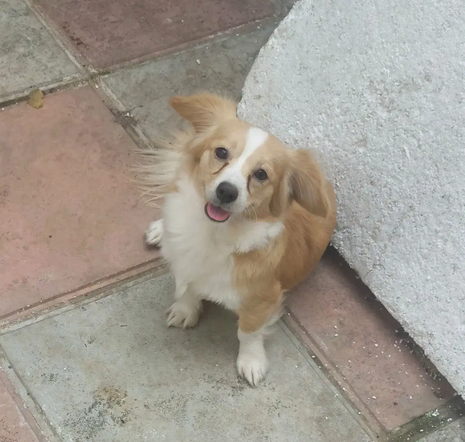 سگ های اشپیز|سگ|بندر انزلی, کارآموزی|دیوار