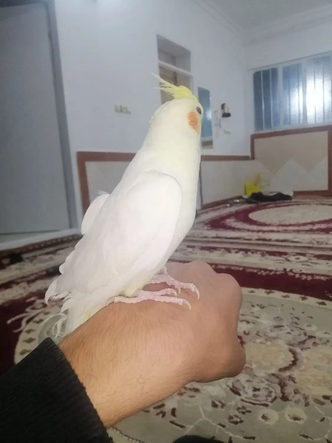 عروس هلندی دستی|پرنده|فرح دشت, |دیوار