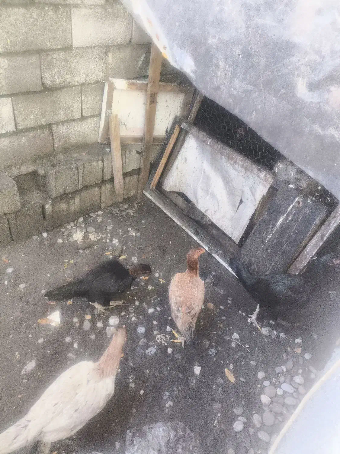 مرغ و خروس  لاری|حیوانات مزرعه|تنکابن, |دیوار