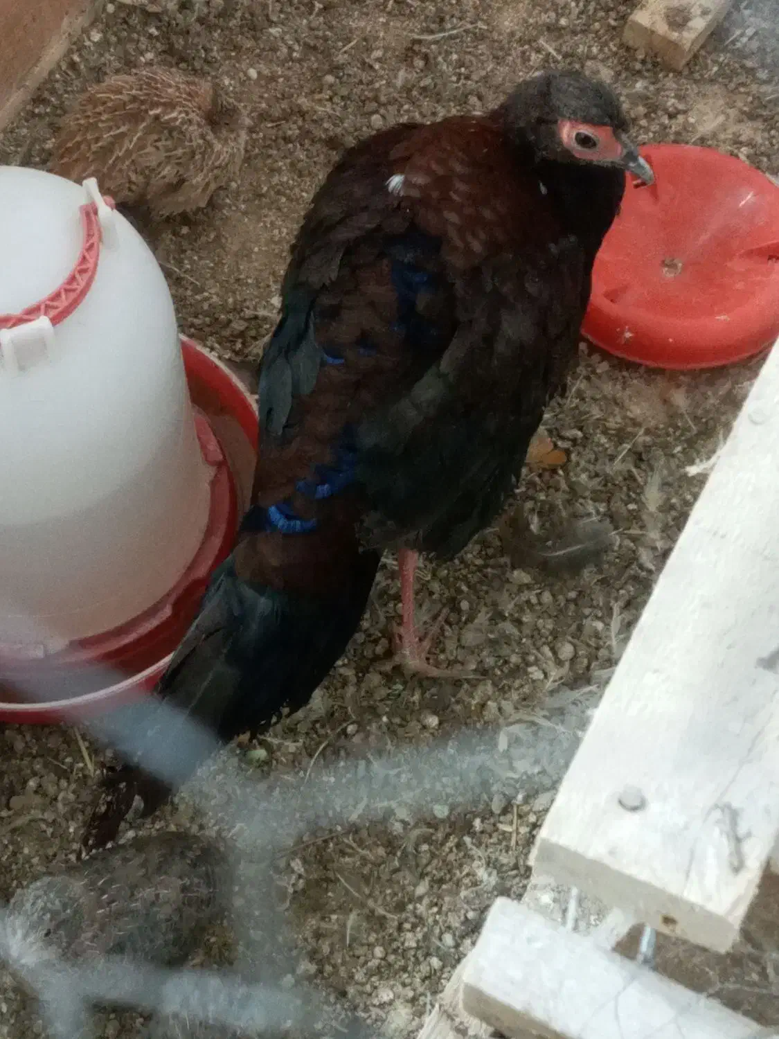 پرنده|پرنده|رشت, علی آباد|دیوار