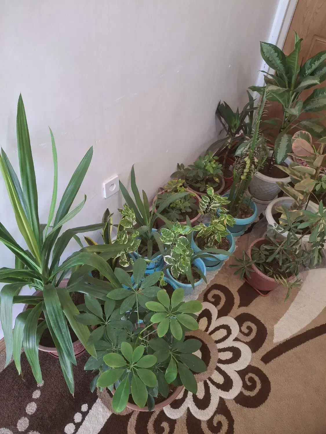 گل وگیاه طبیعی|گل و گیاه طبیعی|یاسوج, |دیوار