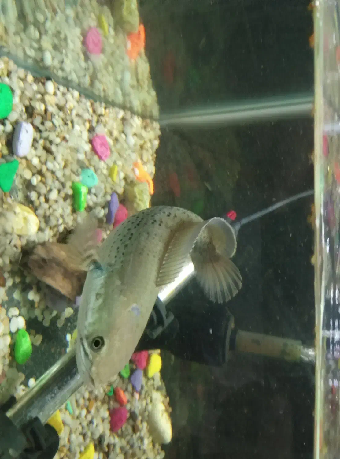 ماهی بلک گلکسی چانا|ماهی|اصفهان, سرچشمه|دیوار