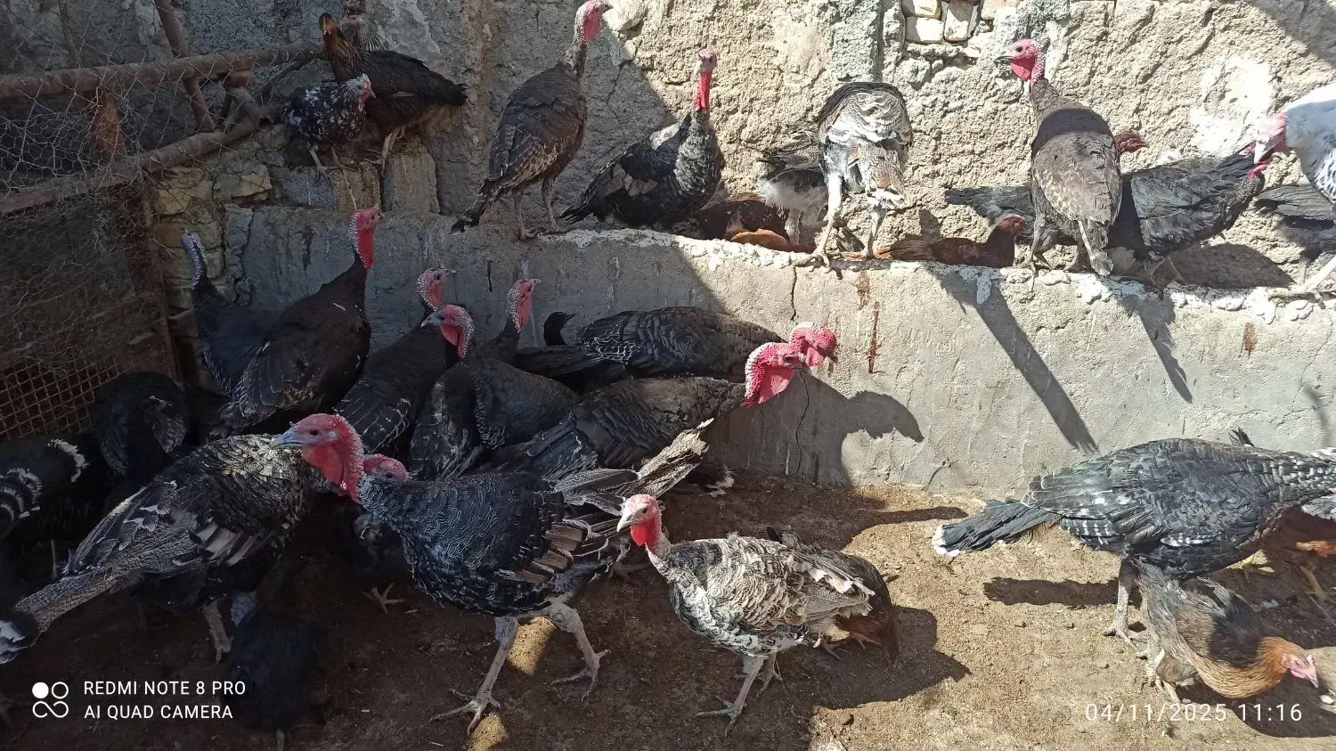 بوقلمون محلی|حیوانات مزرعه|مرودشت, مجد آباد|دیوار