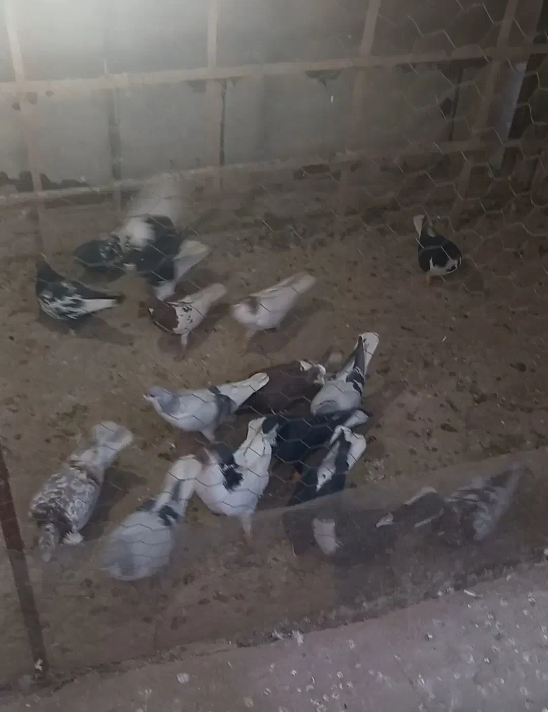 ۱۵عدد کبوتر رنگی پرشی|پرنده|قزوین, |دیوار