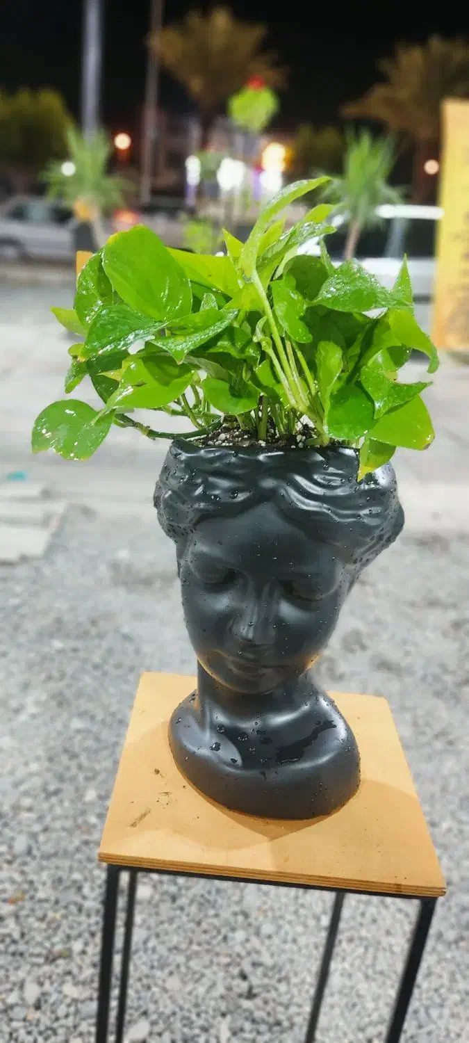 فروشنده در گلخانه گل و گیاه آپارتمانی|استخدام خدمات فروشگاه و رستوران|جیرفت, |دیوار