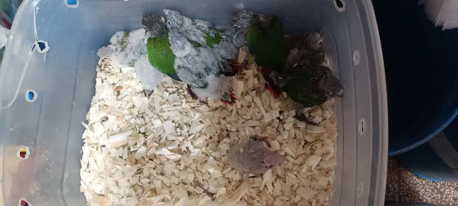 جوجه گرینچیک.کوتوله|پرنده|مشهد, شهید آوینی|دیوار