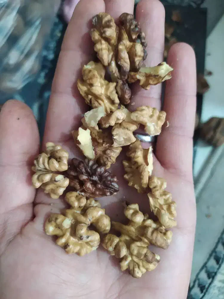 حبوبات|حراج|بومهن, |دیوار